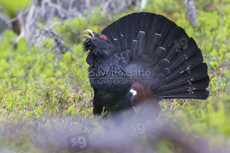 Western Capercaillie